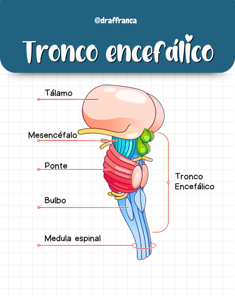 Tronco encefálico